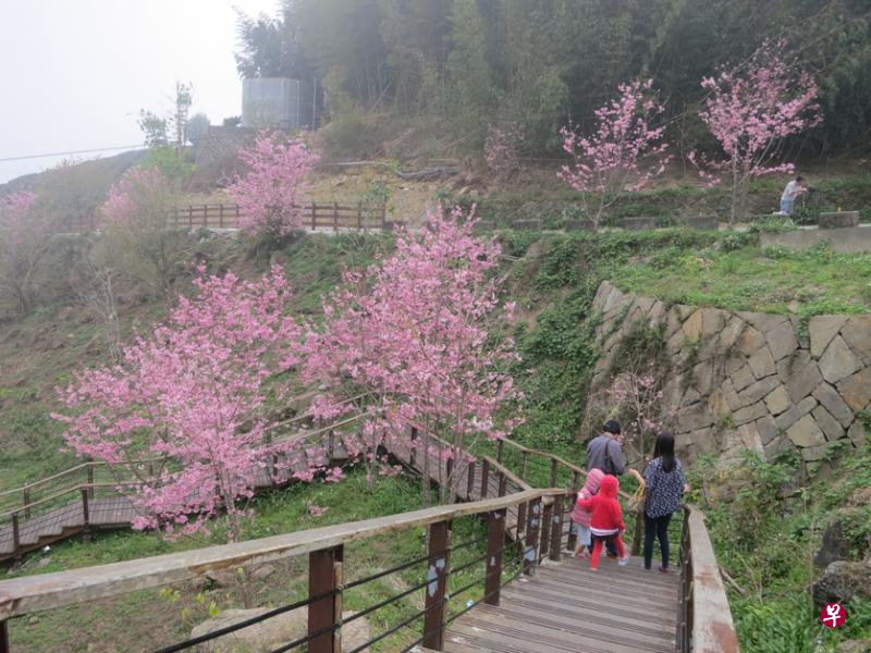 阿里山樱之道，樱花树就种在木板道旁边。  （黄匡宁摄）