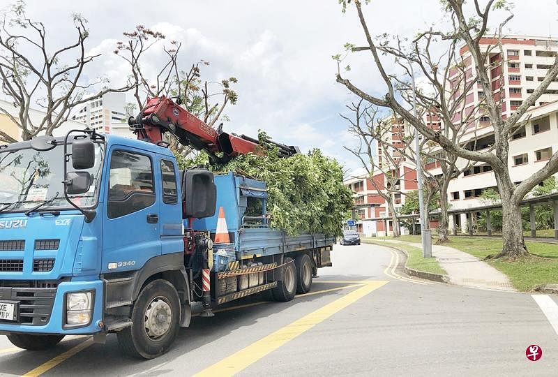 当局从上个月开始，陆续修剪波东巴西一带的树木。