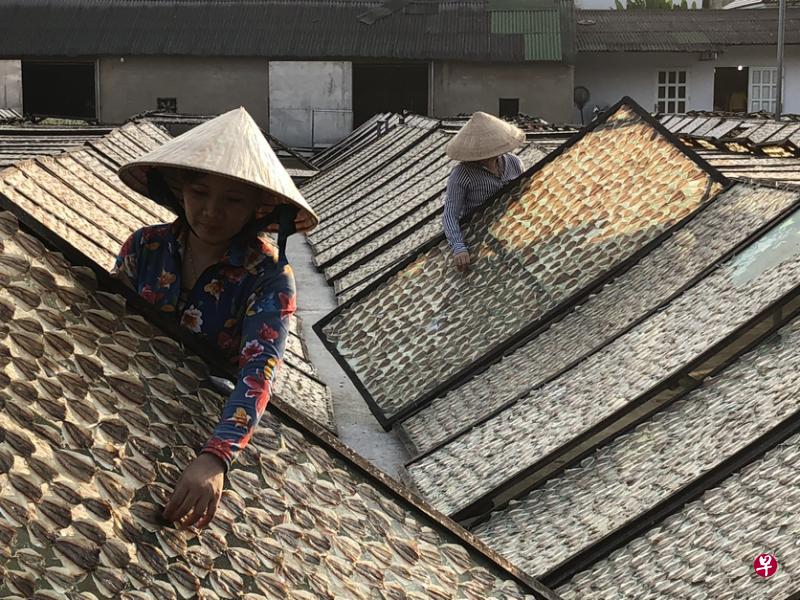 员工将已切片、腌制、排网的鱼，曝晒于阳光下。（李选楼摄）