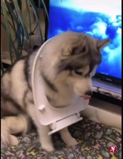 顽皮的主人把马桶盖套在爱犬脖子上，让它也能“体验”在空中飞翔的滋味。（互联网）
