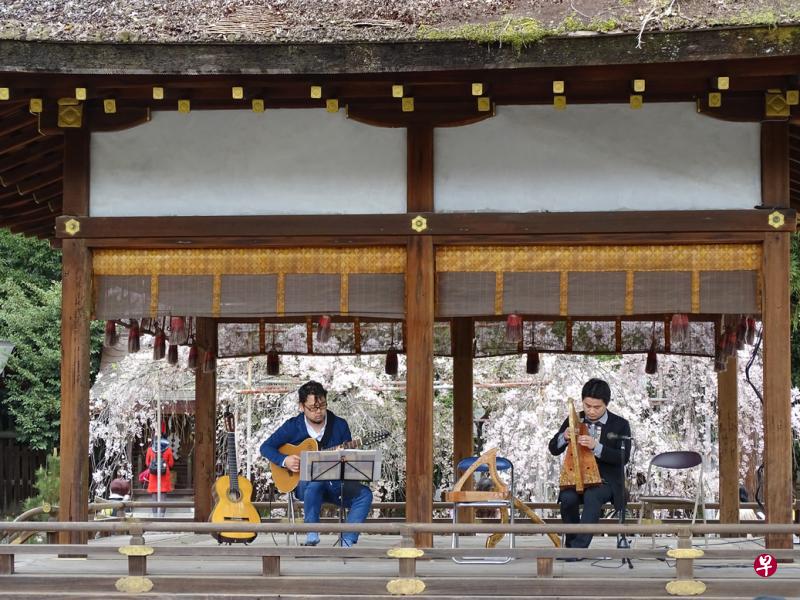 千年平野神社与年轻琴音的完美结合。