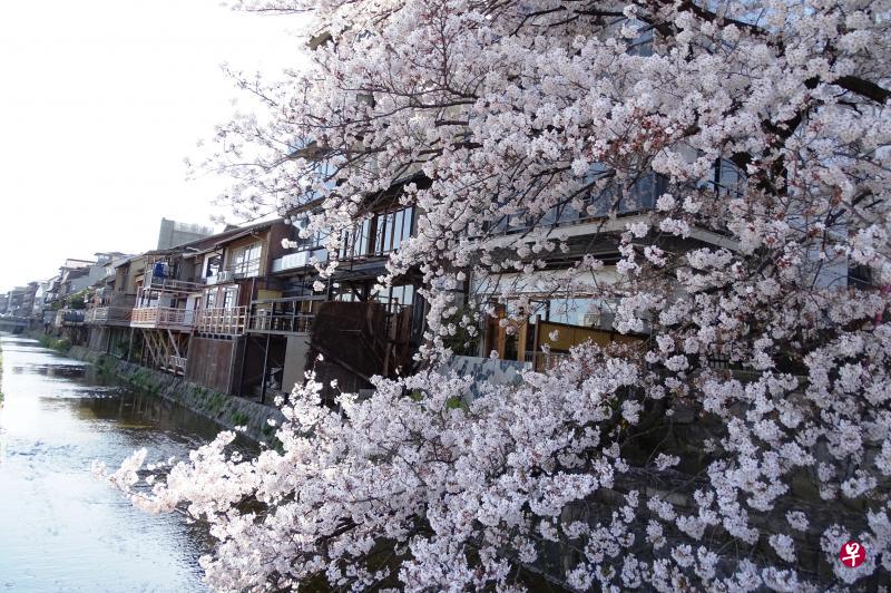 高濑川盛放的樱花如花海。