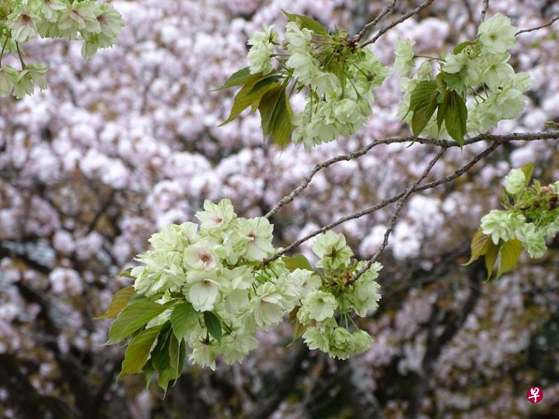 平野神社里的名种樱花“御衣黄樱”。
