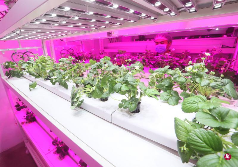 Sustenir Agriculture以水培和农业环境控制技术打造现代农场，公司也计划扩充农场。（吴伟国摄）