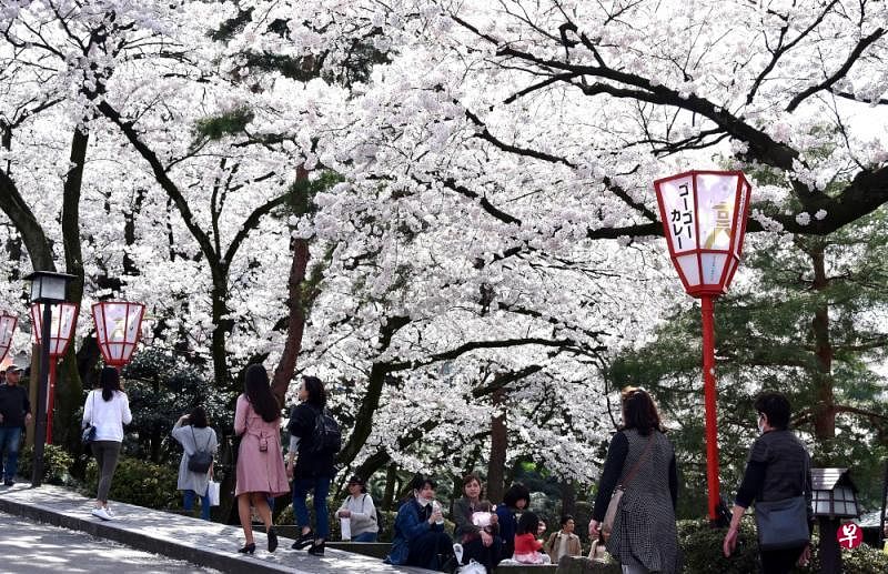 金泽城石川桥下层层叠叠密密麻麻的樱花。