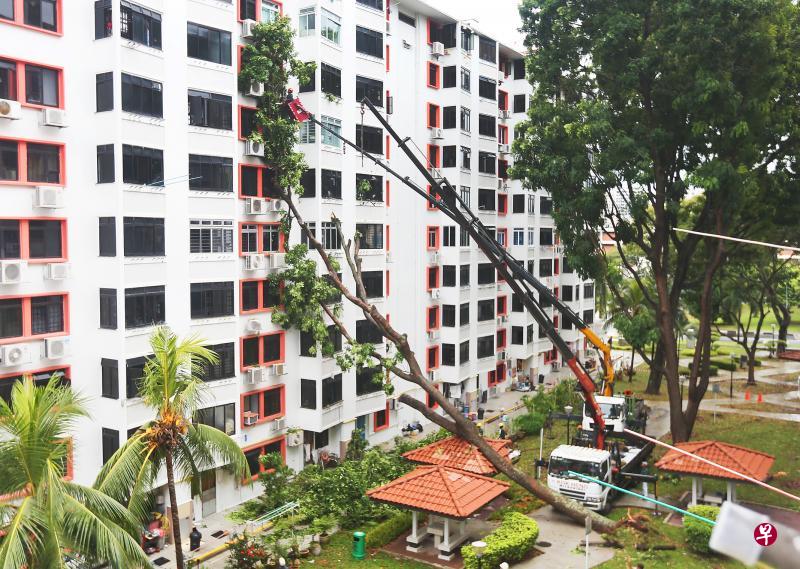 大树在狂风暴雨中倒下，不仅砸坏居民窗户和冷气压缩机，区内的亭子顶盖也被砸毁。（梁伟康摄）