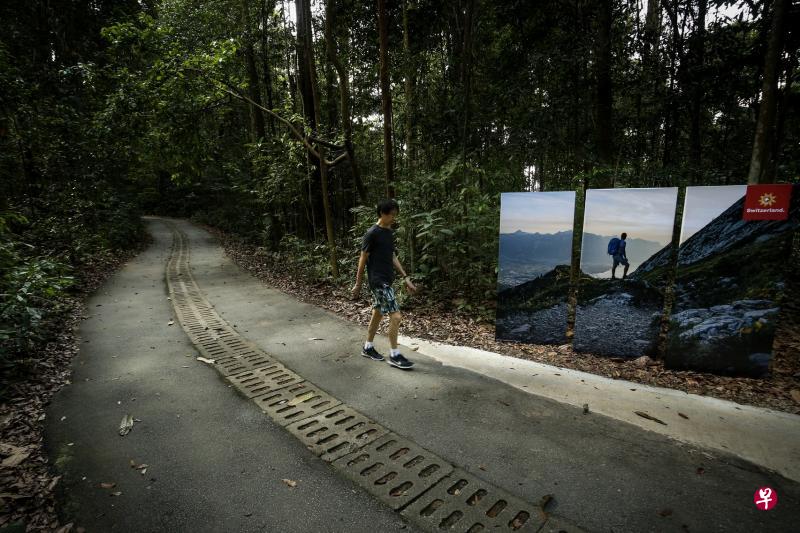在本地首个瑞士—新加坡友谊远足活动中，武吉知马的山路旁设置了宜人的瑞士风景照，与热带雨林背景呈鲜明的对比，让公众体验瑞士和新加坡的自然风光。（叶振忠摄）