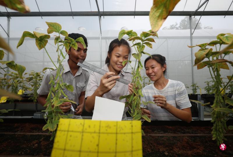 国初农业科技研究设施昨天正式开幕，国初中学部学生沙傅（左一）和陈欣宁在植物温室，向Life3 Biotech工作人员李淑慧（右一）了解豆类植物的生长情况。（林泽锐摄）
