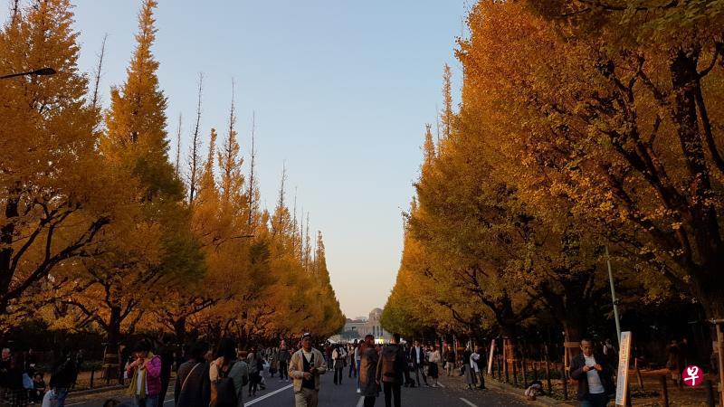 2018年11月，从一串串银杏黄金般的笑声中，走进东京深处。（作者提供）