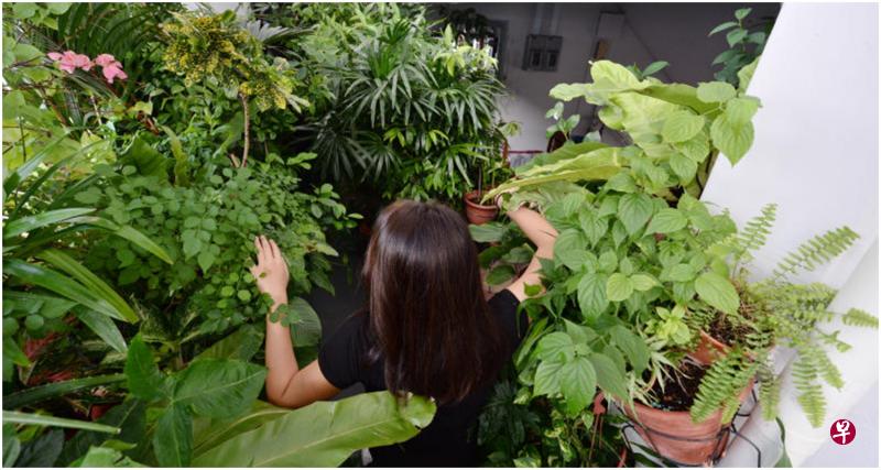 由于盆栽缺乏修剪，叶子十分茂密，令人寸步难行，必须用手拨开植物，才能到走廊的另外一端。（潘丰源摄）　