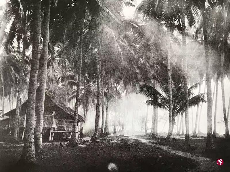 这幅由汤姆逊摄于1863年的《椰林晨景》，完美地记录了当年新加坡加东一带的甘榜风光。汤姆逊回忆说：“我发觉通常清晨是照相的最好时刻。那时候气温较低，在一两个小时的光景里，大自然一片 静，令人心旷神怡。”（互联网）