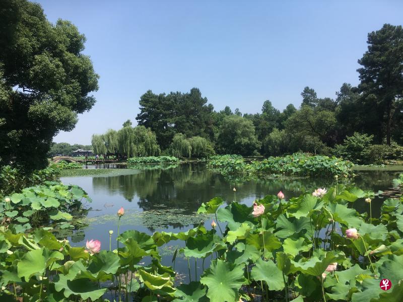 西湖上密密层层的荷叶铺展开来。