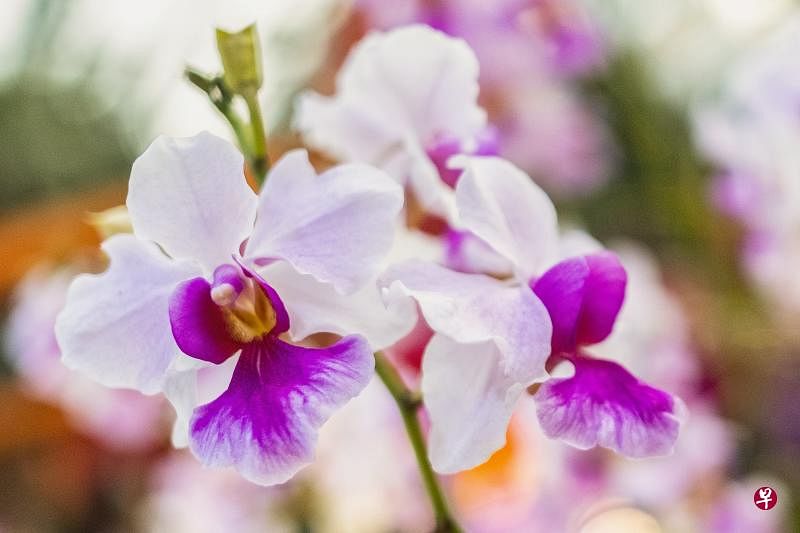 新加坡国花卓锦万黛兰（Vanda Miss Joaquim）（路透社）