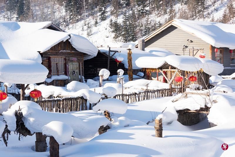8天哈尔滨之旅，可欣赏中国雪乡的纯净雪景。（大通旅游提供）