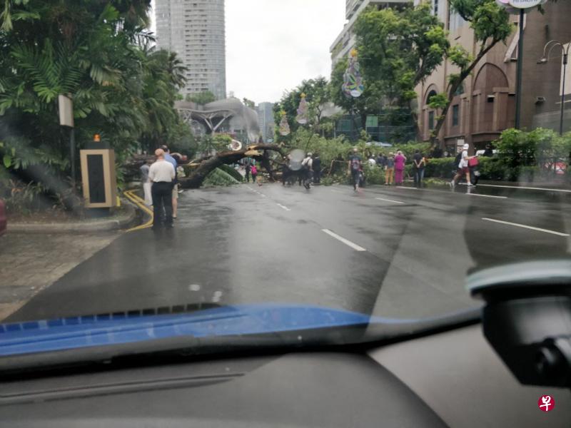 乌节路一棵大树在滂沱大雨中倒下，横跨了四条车道。（读者提供）