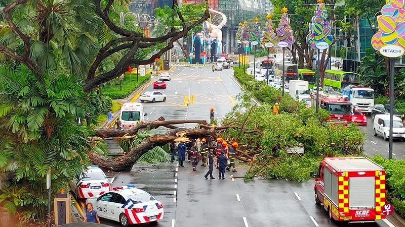 君悦酒店外的一棵雨树在大雨中倒下，挡住四条车道，一度造成交通堵塞。（读者提供）