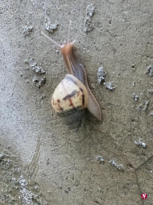 非洲大蜗牛宝宝。