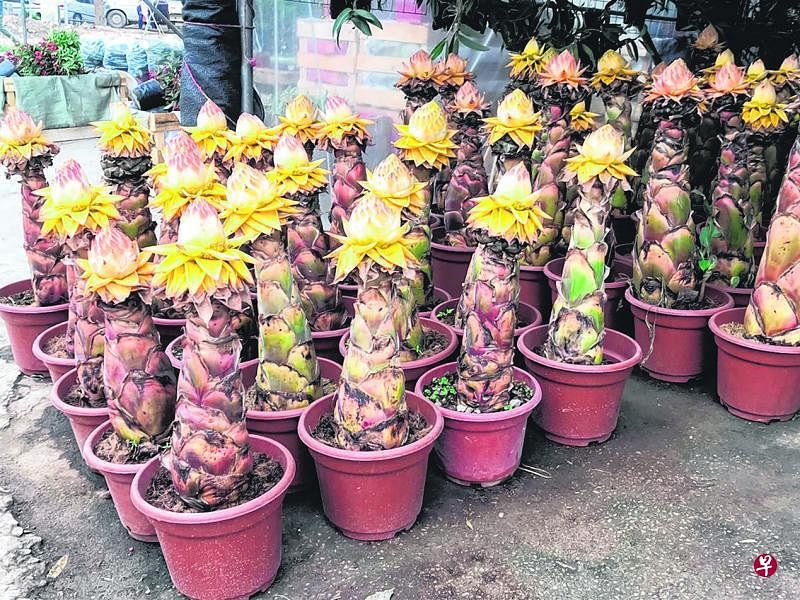 茶花
