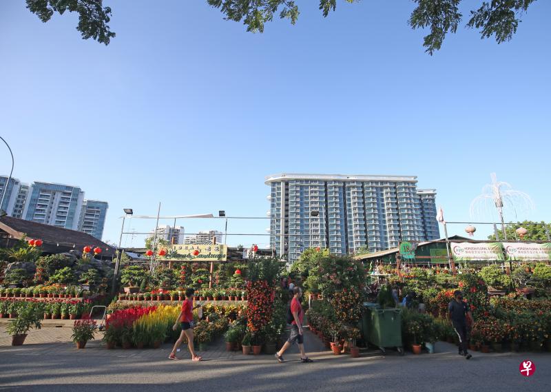 这将是高文花圃搬迁前的最后一个新年花市，相信不少熟客会赶在新年前来买花卉植物，为家里增添春意。（谢智扬摄）