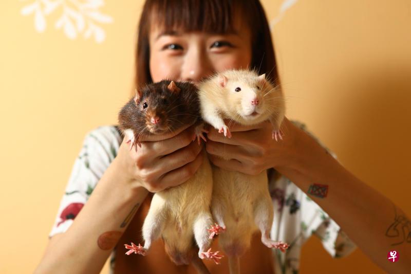 30岁的谭裕玲是不折不扣的“老鼠达人”， 家中饲养着四只花枝鼠和12只蒙古沙鼠。有六年饲养经验的她说，之前养的第一只花枝鼠是无意间在住家附近捡到的。她后来发现宠物鼠其实很聪明、爱干净，而且不难训练，因此深深爱上它们。图中的黑色连帽鼠名叫“小八”，米色连帽鼠则名为“大T”。（何家俊摄）