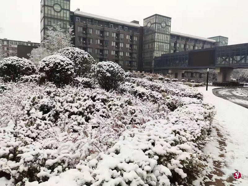 燕园初雪（作者提供）