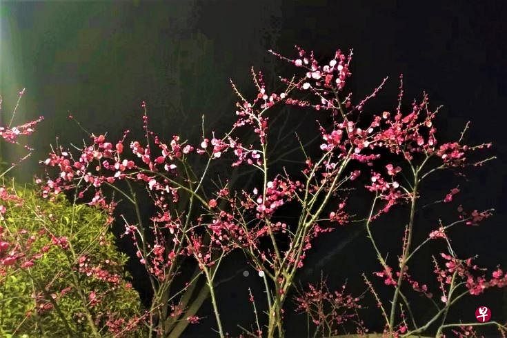 春夜里梅花盛开。（作者提供）