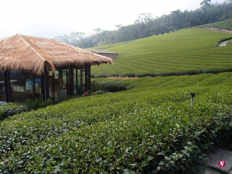 泡茶亭位于茶园中，游客可以坐在茶亭里一边品茶，一边享受茶山景观。