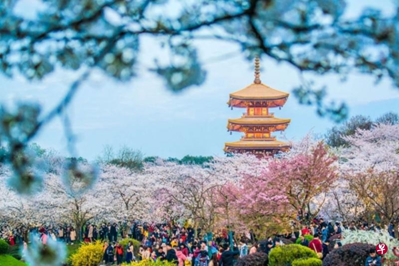 每年3月武汉赏樱盛景，今年樱花季人潮不再。（互联网）
