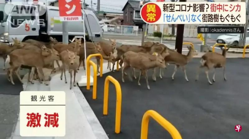 日本电视新闻报道奈良小鹿游街的画面。（取自互联网）