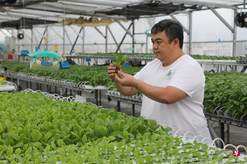茂丰农场创办人林宜谦已计划申请政府新设立的“30x30快捷”津贴，用来应付扩充兀兰环道一带农场设施所须的花费。扩充后，这家以生产叶菜为主的农场产量估计可比目前多九倍。（邝启聪摄）