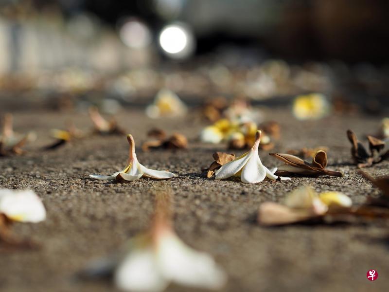 （图/pixabay）