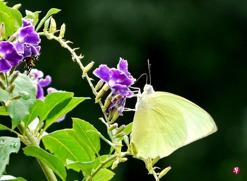 玕黄粉蝶（tree yellow butterfly）配金露花特别抢眼。