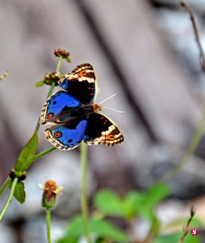 翠蓝眼蛱蝶（blue pansy butterfly）在旧铁道旁出现。