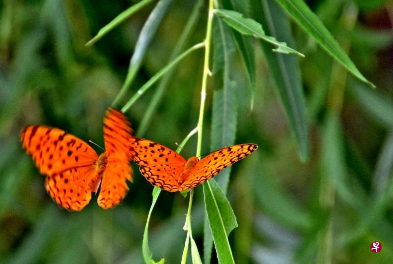 一对红拟豹斑蝶（leopard butterfly）在柳树旁追逐。
