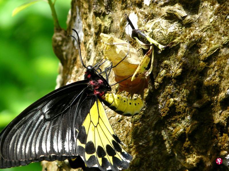 羽化后的裳凤蝶（common birdwing）用脚钩住蛹壳。