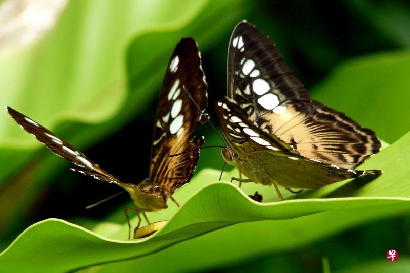 圣淘沙蝴蝶园里的一对丽蛱蝶（brown clipper butterfly）。