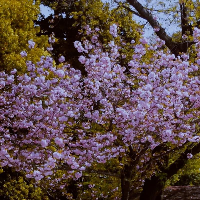 雷远彬的短片《晚春》采用日本境内影像，既诗意也散发出死亡与希望的氛围。