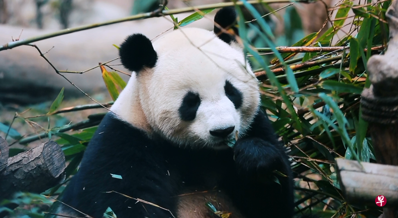 图／视频截图