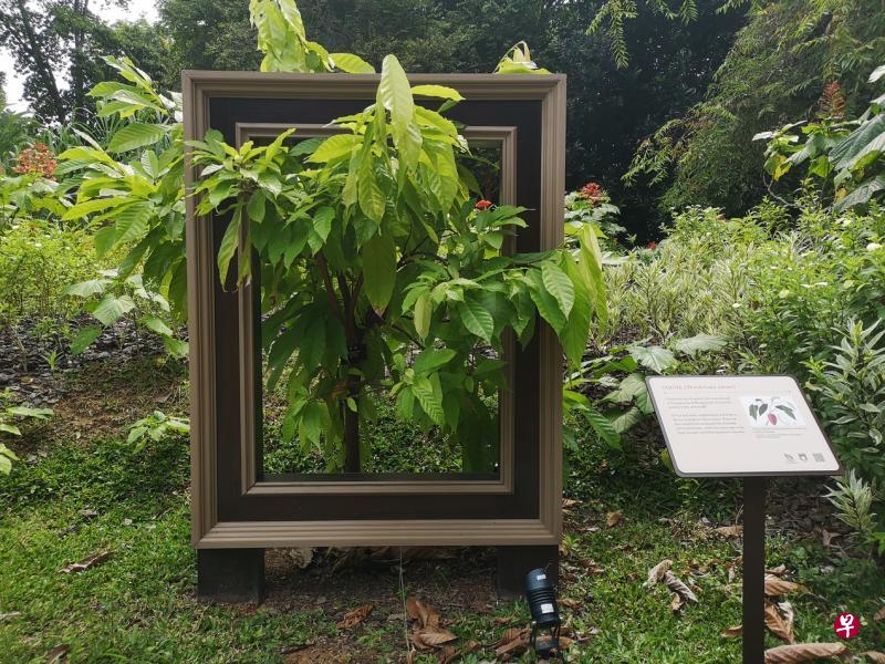 用画框把植物框起来成一幅活生生的艺术品，解说牌上有原图与植物介绍。