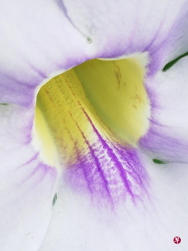 淡然（牵牛花）