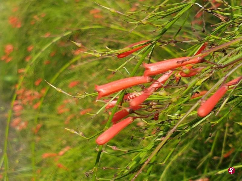 倾诉（红炮花）