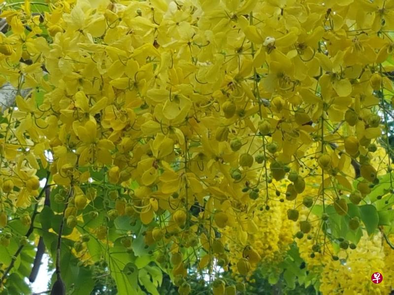 茂盛（金急雨阿勃勒）