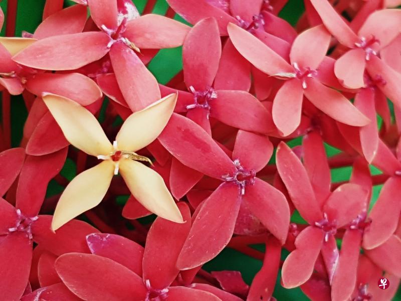 异类 （仙丹花）