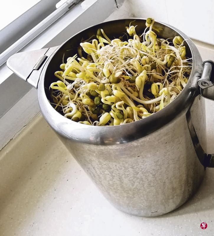 满壶的豆芽争着看壶外的风景。