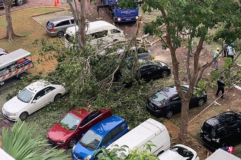 郭伟旺今早看见停车场多辆汽车被大树砸中，赶紧拍下照片传给本报。（读者提供）
