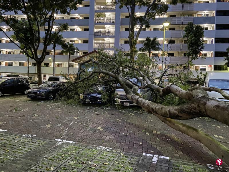 沈氏通道昨天凌晨5时许下起了狂风暴雨，六层楼高的大树被连根拔起，砸坏至少五辆车。（读者提供）