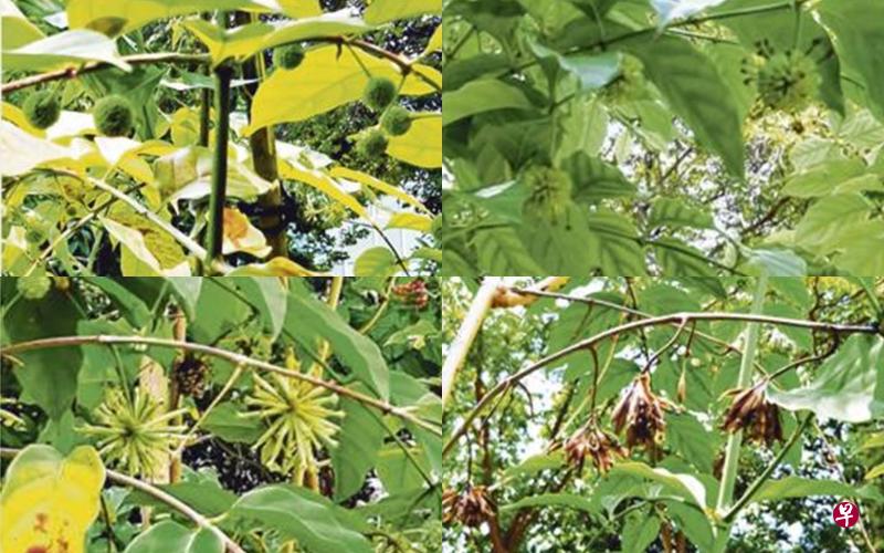 甘蜜从发芽、开花到结果共110天。左起小芽、花芽、开花与结果。