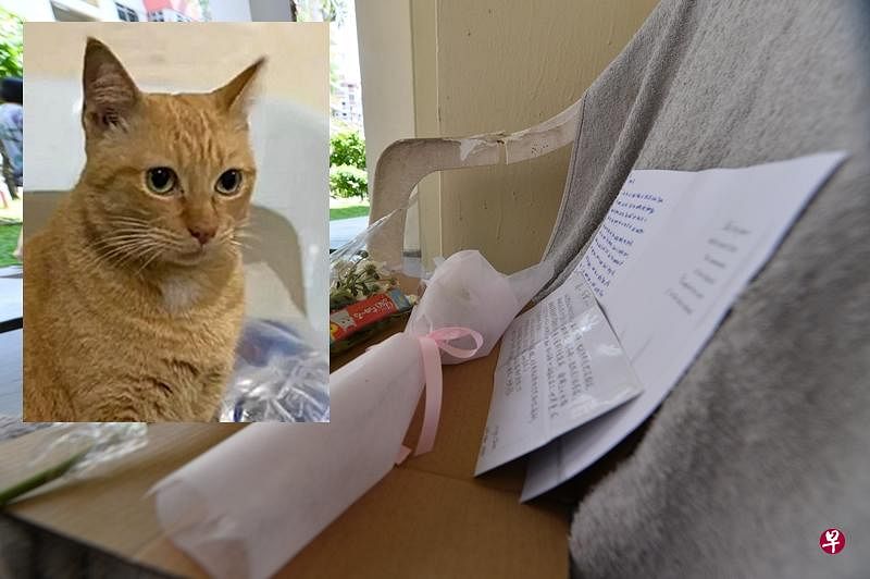 爱猫人士将思念之情写进卡片里，放在它生前经常躺着的椅子上。（潘丰源摄）