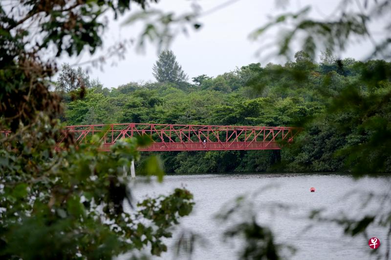 位于实龙岗蓄水池东岸的罗弄哈鲁士湿地（Lorong Halus Wetland）风景宜人。（龙国雄摄）