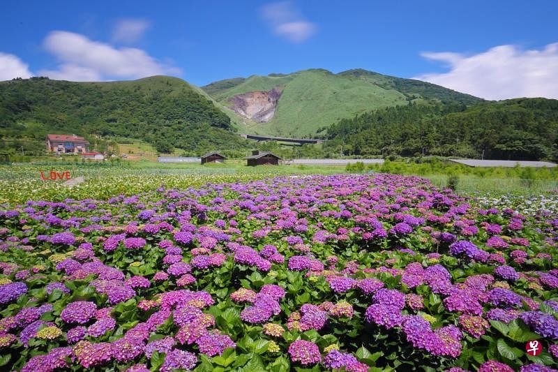《花现台湾》网络节目今天下午直播，介绍台湾春夏秋冬的赏花亮点。（台湾休闲农业发展协会提供）